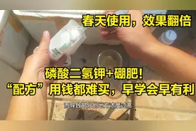 磷酸二氢钾+硼肥！“配方”用钱都难买，早学会早有利视频封面