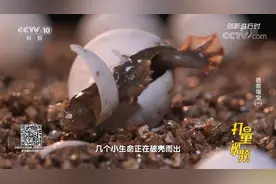 男子在自家池塘中饲养龟鳖，但有几个却格外不一样|创新进行时