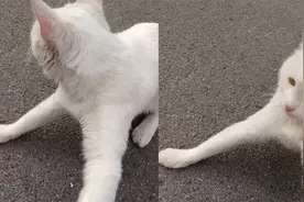 女子抓住猫咪不让走，直言猫咪想跟自己回家，猫咪反应说明了一切视频封面