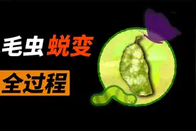 毛毛虫在蛹中都发生了什么？动画还原蝴蝶发育全过程！视频封面