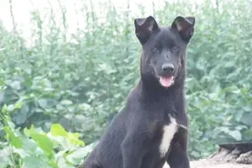 容易出全黑狗的“黄河乌犬”，四蹄踏雪，看家神犬