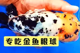 专吃金鱼眼球，很多鱼缸都在养，观赏鱼玩家别犯错