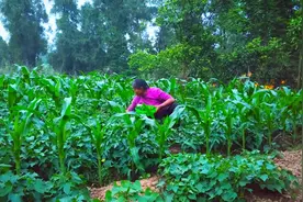 寻觅农家味道：1把红薯尖尖这样爆炒1盘，没想到超级下饭