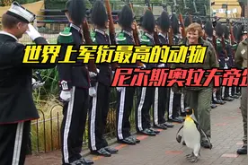 世界上军衔最高的动物，挪威国王给一只王企鹅，册封为准将视频封面