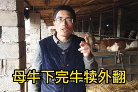 养繁殖母牛常碰到的问题，下完牛犊宫外翻处理方法，建议保存收藏视频封面