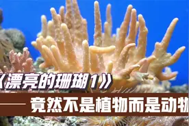 绚丽多彩的珊瑚竟然不是植物，而是动物，你知道吗？视频封面