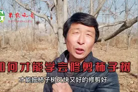 要学会修剪柿子树，要审树势，牢记修剪反应，就能慢慢变得很专业视频封面