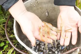小伙下了6个圆地笼，饵料用鲫鱼料加虾料，收货好多河虾笑得好甜视频封面