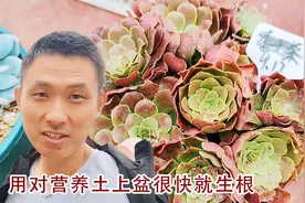 上盆不到十天的法师多肉开始生根了！橙梦露也复活了，看怎么样？视频封面