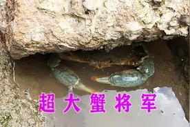赶海以为要空军，没想转身就遇超大蟹将军，钳子跟吴哥拳头一样大视频封面