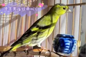 精品黄雀开口大唱，经典叫口唱不停，竟然没有本口杀猪叫，真棒视频封面