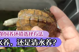黄喉龟清水养还是绿水养好？先养活再谈三黄，小青龟饲养环境选择