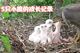 5只老鹰雏鹰从鹰妈妈孵化到飞离鸟窝整个过程