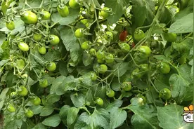 菜农种高产千禧小番茄，产量高一穗26个果，管理简单长势旺