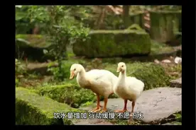 鹅歪脖子转圈是什么病  小鹅全身抽搐脖子后翻 鹅脖子扭曲是什么