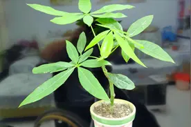 告诉你发财树最简单的扦插方法  20天生根40天移栽视频封面