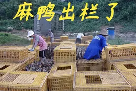 老林第一次养麻鸭，47天出栏，今天装了四辆车，平均每只5.5斤视频封面