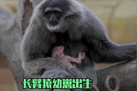 长臂猿生下幼崽，喂其喝奶视频封面