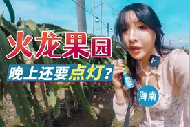 火龙果居然是长在架子上，晚上点亮灯海熬夜长果子，壁虎可喜欢啦