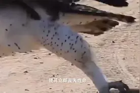 世界上最厉害的老鹰，猛禽之王“金雕”，它们有天敌吗？视频封面
