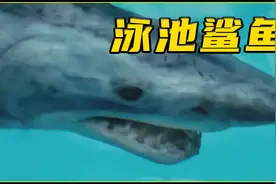 泳池惊现一条鲨鱼，差点将两个小孩吃掉！【结尾反差】视频封面