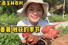 广西玉林妹子挖出十几斤红薯，用烤箱230度烘烤，这就是乡村味道视频封面