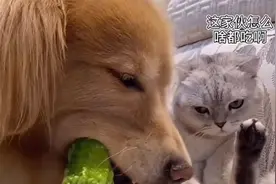 啤酒吃根苦瓜，就被团子嫌弃的不得了，让团子的眼神笑死！视频封面