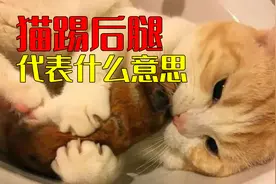 被猫咪后腿踢得好疼！猫咪不停地踢腿代表什么意思