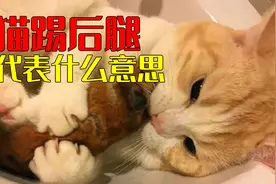 被猫咪后腿踢得好疼！猫咪不停地踢腿代表什么意思