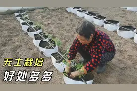 好好的土壤不用，为啥要用无土栽培？好处太多了