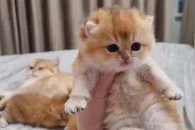 女主人当着猫妈的面抱起小奶猫，猫妈会有啥反应视频封面