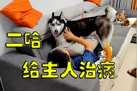发现主人生病后狗狗会是啥反应？二哈一个举动差点把主人送走，逗视频封面