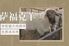 体型最大的肉用羊，杂交的终端父本——萨福克羊视频封面