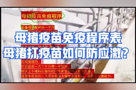 母猪疫苗免疫程序表：母猪打什么疫苗？母猪疫苗应激反应怎么办？视频封面
