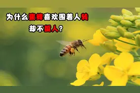 为什么蜜蜂喜欢围着人转，却不蜇人？其实它在向你求救视频封面