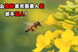为什么蜜蜂喜欢围着人转，却不蜇人？其实它在向你求救视频封面