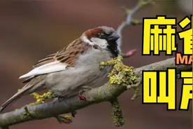 麻雀叫声，这童年的鸟叫声，让我回忆起农村打谷子的岁月视频封面
