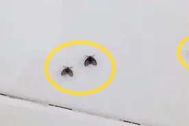 家里到处都是小飞虫，比蚊子还烦人，教你一个灭虫妙招，都学学吧视频封面