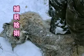 山居硬汉：马蒂靠兔子粪捕获到了猞猁 经验果然是人生的财富！视频封面