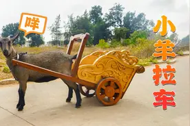 老木匠自制小羊拉车，不耗油不费电，给两把青草就能带孙子去兜风