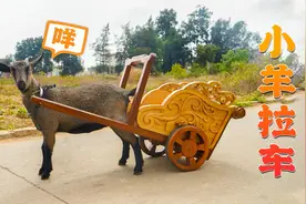 老木匠自制小羊拉车，不耗油不费电，给两把青草就能带孙子去兜风