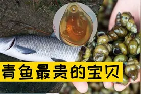 为什么青鱼吃螺蛳，像嗑瓜子一样简单？这个部位发挥了大作用