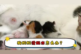 狗妈妈没奶水怎么办视频封面