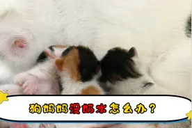狗妈妈没奶水怎么办视频封面