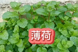冬天天气干燥，静林来采点薄荷做菜吃，你知道薄荷怎么吃更好吗？