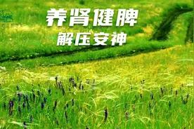 养生音乐：养肾健脾、解压安神、超好听《有一段情》纯音乐视频封面