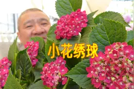 大花绣球却不开“大花”还能喜欢吗？“海军蓝”有什么特点？