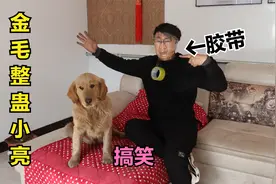 小亮嘴里都是酒臭味，金毛嫌弃就用胶带把它嘴和头缠住了，真搞笑视频封面