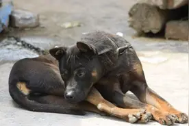 农村栓狗，一根铁链“栓一生”，看家护院不能放视频封面