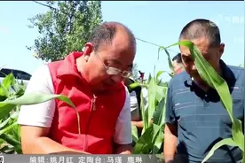 玉米患上褐斑病？别慌！农技专家田间“把脉问诊”，指导科学用药视频封面